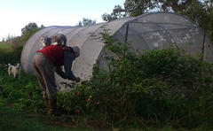 Capsicum baccatum pendulum