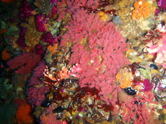 Melithaea rubra