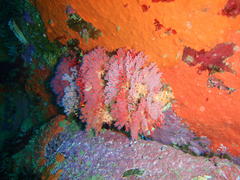 Melithaea rubra