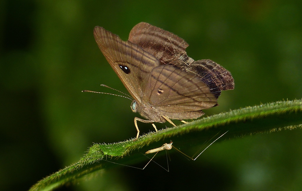 Endosemia macella