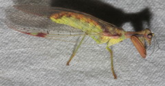 Ditaxis meridiei
