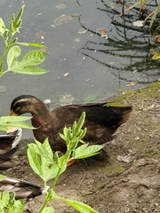 Anas platyrhynchos domesticus