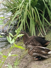 Anas platyrhynchos domesticus