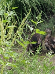 Anas platyrhynchos domesticus