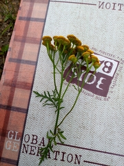Tanacetum vulgare