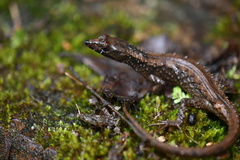 Echinosaura