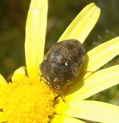 Sphaerocoris testudogrisea