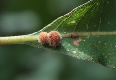 Atrusca carolina