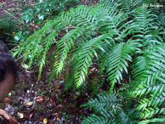 Pteris semiadnata