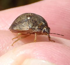 Sphaerocoris testudogrisea
