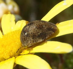 Sphaerocoris testudogrisea