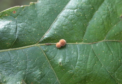 Atrusca carolina
