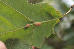 Atrusca carolina