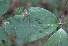 Callirhytis bipapillata