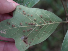 Callirhytis bipapillata