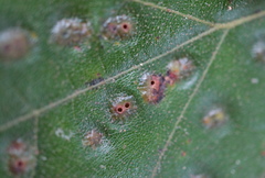 Callirhytis bipapillata