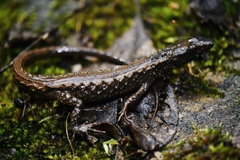 Echinosaura