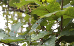 Atrusca carolina