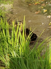 Anas platyrhynchos domesticus