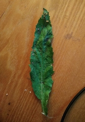 Jacobaea paludosa lanata