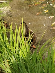 Anas platyrhynchos domesticus