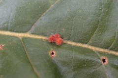Atrusca carolina