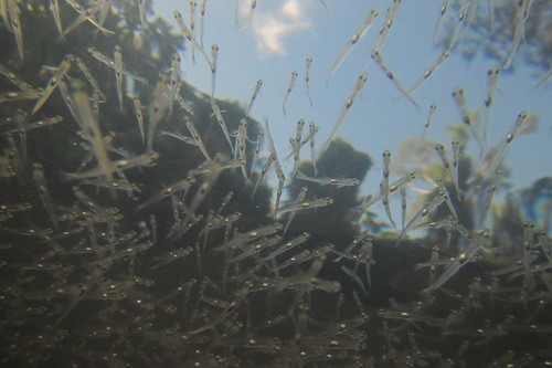 Hypseleotris compressa
