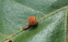 Atrusca carolina
