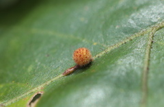Atrusca carolina
