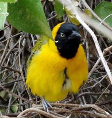 Ploceus intermedius cabanisii