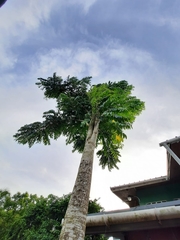 Pterocarpus indicus