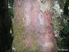 Saxegothaea conspicua