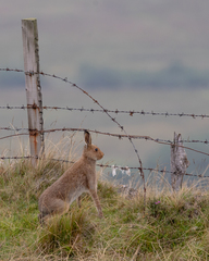 Lepus timidus hibernicus