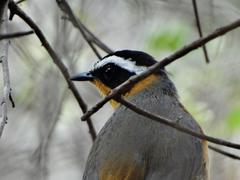 Cossypha heuglini heuglini