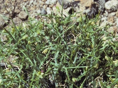 Rhinotropis intermontana