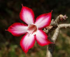 Adenium multiflorum