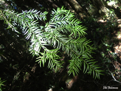 Saxegothaea conspicua