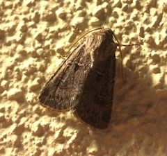 Agrotis bigramma
