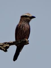 Coracias naevius mosambicus