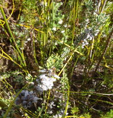 Indigofera rhodantha