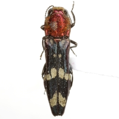 Agrilus toxotes