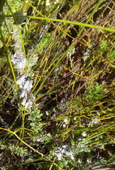 Indigofera rhodantha