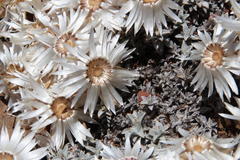 Helichrysum stoloniferum