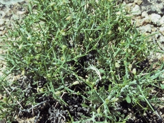 Rhinotropis intermontana