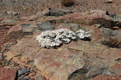 Helichrysum stoloniferum