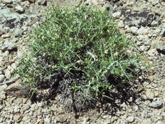 Rhinotropis intermontana