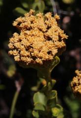 Athanasia cuneifolia