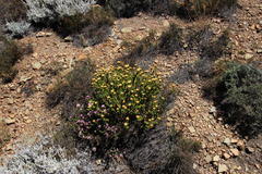 Athanasia cuneifolia