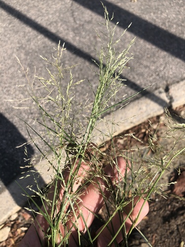 Eragrostis pilosa