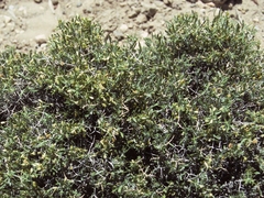 Rhinotropis intermontana